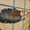 Large Feather