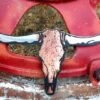 Longhorn